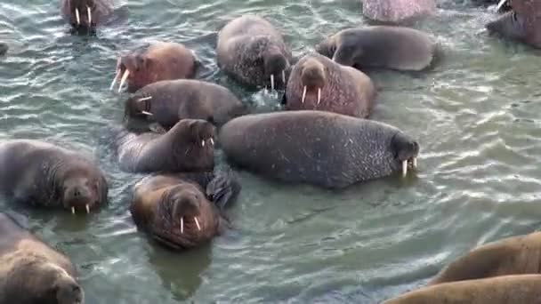 Grupo Morsas Relajarse Cerca Del Agua Orilla Del Océano Ártico — Vídeo de stock