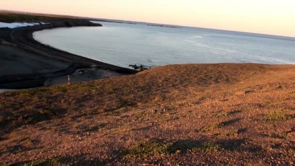 Група Зльоту Моржів Розслабитися Біля Води Узбережжі Північного Льодовитого Океану — стокове відео