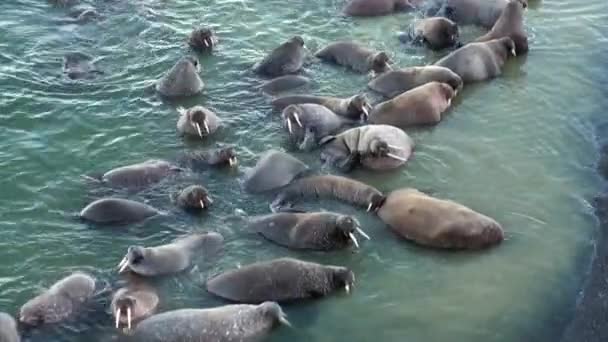 Grupp Valrossar Koppla Vattnet Nära Stranden Arktiska Oceanen Svalbard Vilda — Stockvideo