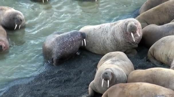 Group Walruses Relax Water Shore Arctic Ocean Svalbard Wildlife Dangerous — Stock Video