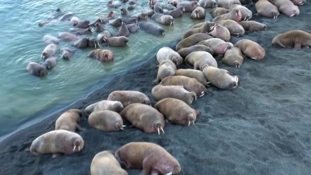 セイウチのグループ水スバールバル北極海の海岸のそばでリラックスします 野生動物 北欧バッドランズで危険な動物は スピッツ ベルゲン島の自然景観を背景にユニークな映像 — ストック動画