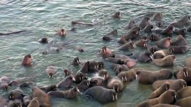 海象群放松水在岸边的北冰洋斯瓦尔巴特群岛附近 野生动物 在北欧荒地的危险动物 独一无二的镜头 背景自然景观的斯匹次卑尔根 — 图库视频影像