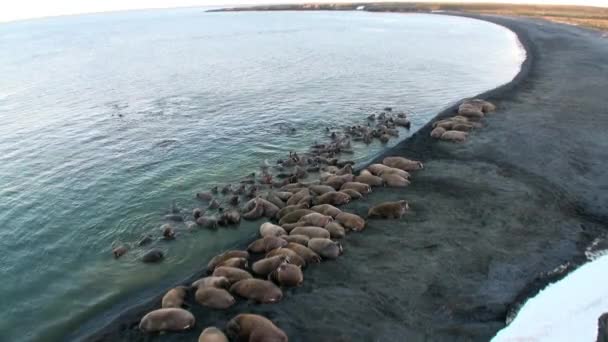 Walrosse Entspannen Sich Der Nähe Des Wassers Ufer Des Arktischen — Stockvideo