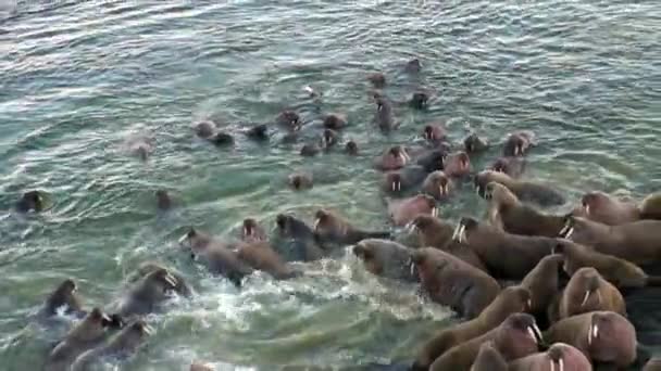 Walrosse Entspannen Sich Wasser Der Nähe Der Küste Des Arktischen — Stockvideo