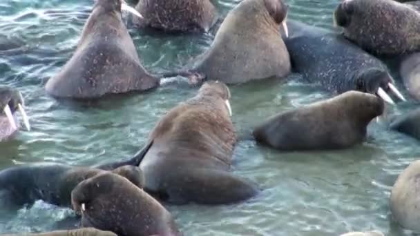 Grupp Valrossar Koppla Vattnet Nära Stranden Arktiska Oceanen Svalbard Vilda — Stockvideo