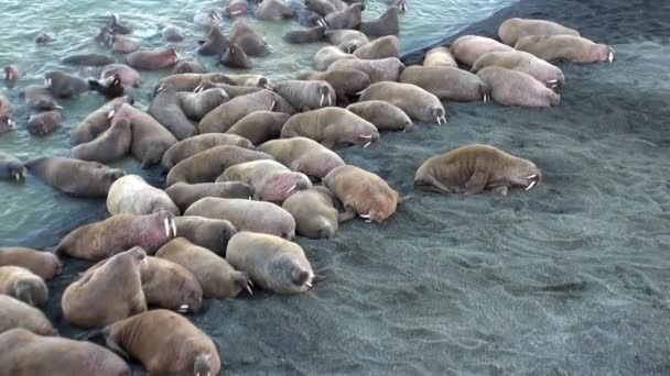Group Walruses Relax Water Shore Arctic Ocean Svalbard Wildlife Dangerous — Stock Video