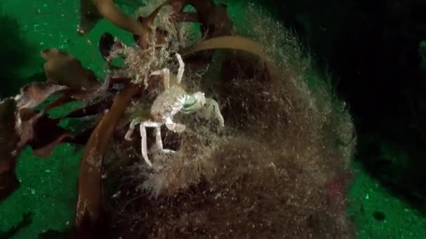 Καβούρι Κρύβεται Φύκια Κάτω Από Νερό Της Θάλασσας Κάρα Seabed — Αρχείο Βίντεο