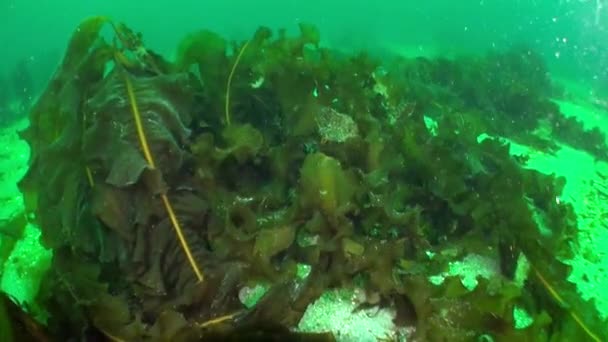 バレンツ海の水中王国で発見された水中植生 バレンツ海には海レタスや昆布とも呼ばれるさまざまな種類の水生植物が生息している — ストック動画