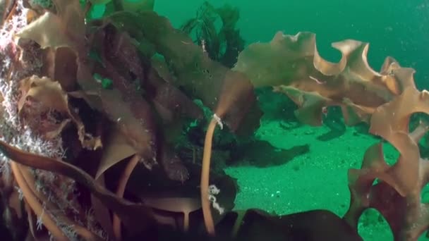 Водоросли Водорослей Подводной Среде Баренцева Моря Разнообразие Видов Водных Растений — стоковое видео