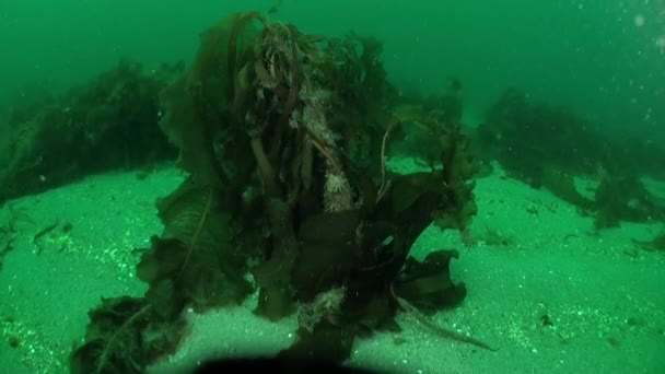 Καβούρι Φύκια Κάτω Από Νερό Της Θάλασσας Κάρα Seabed Του — Αρχείο Βίντεο