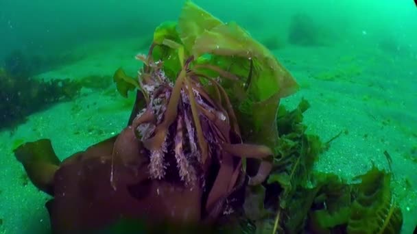 唐海では 海草や昆布とも呼ばれるさまざまな種類の海草が見られます 驚くべき水中世界とその住民の記録がたくさんあります — ストック動画