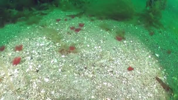 Sandy Bottom Barents Sea Addition Abundance Marine Life Seabed Also — Stock Video