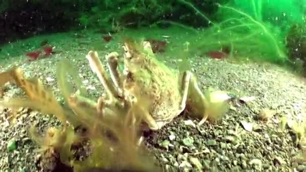 Strigun Krabbe Ist Eine Krabbenart Die Der Barentssee Lebt Strigun — Stockvideo