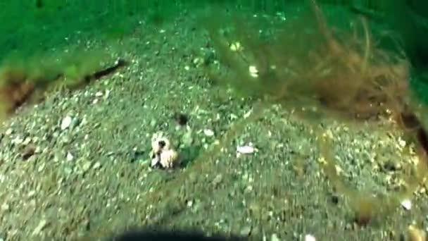 巴伦支海海底水晶般干净的沙底 巴伦支海海床是一个重要而繁荣的生态系统 为周边地区的许多沿海社区提供生计 — 图库视频影像