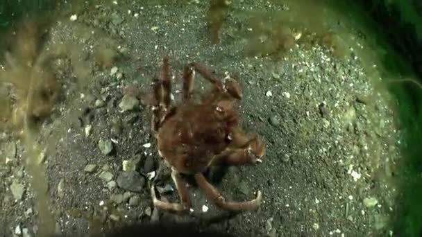 Krabbe Auf Sandigem Grund Der Barentssee Krabben Leben Auf Stein — Stockvideo