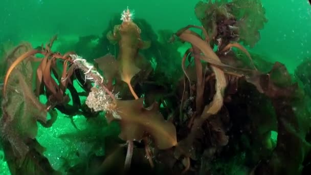 Καβούρι Που Φωλιάζει Ανάμεσα Στη Θαλάσσια Βλάστηση Στη Θάλασσα Μπάρεντς — Αρχείο Βίντεο