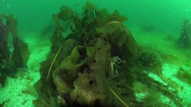 バレンツ海の水中世界で海藻の間に隠されたカニ バレンツ海にはヘミグラッソス サンギヌス カニが生息している コレクションのこれらの海洋生物についてもっとビデオを見る — ストック動画