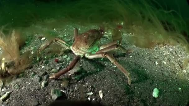 Crab Close Transparent Water Kara Sea Macro Video Underwater Life — Stock Video
