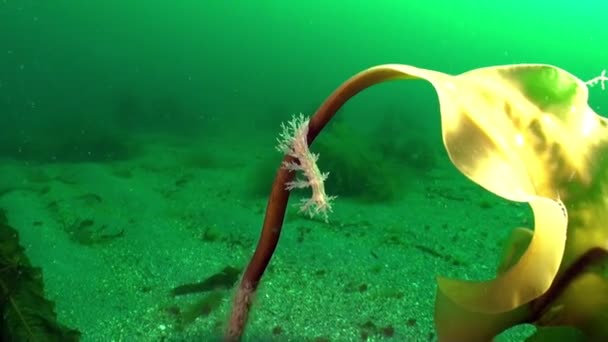 Wasserläufer Cordylophora Caspia Auf Algen Der Barentssee Neben Dem Reichtum — Stockvideo