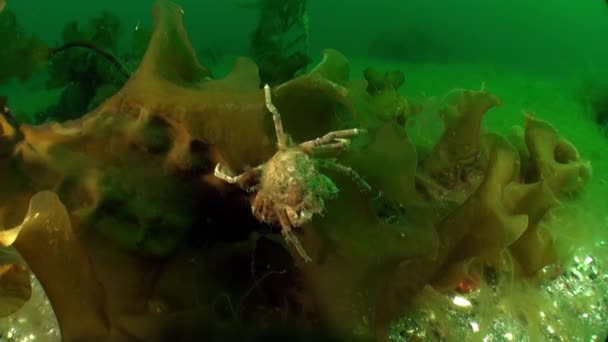 ノヴァヤ ゼムリャのバレンツ海の海洋圏に潜ったカニ 驚くべき水中領域のカニや住民についての映像の実質的なコレクションのビデオの多数 — ストック動画