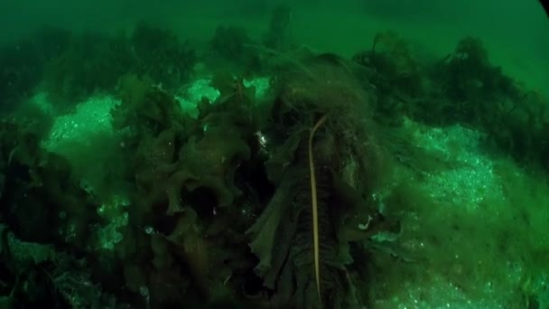 バレンツ海の水中世界に存在する水生植物 バレンツ海には海レタスや昆布とも呼ばれる海藻類が生息しています — ストック動画