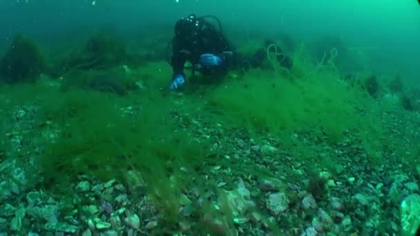잠수부와게는 바렌츠 바닥에 숨는다 크랩은 위에서 어업에 중요하고 가축화 야생화 — 비디오