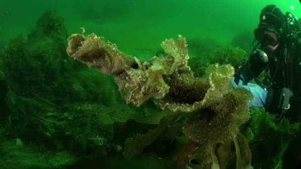 Krab Uhnízděný Mezi Mořskou Vegetací Oceánském Světě Barentsova Moře Velké — Stock video