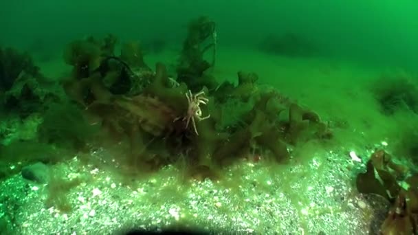 螃蟹隐藏在巴伦支海沙质海底的海藻中 螃蟹生活在石头和地面上 对当地捕鱼业很重要 可以是家养的 也可以是野生的 — 图库视频影像