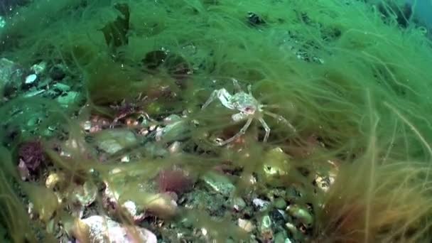 Algenkrabben Auf Einem Sandigen Grund Der Barentssee Krabben Leben Auf — Stockvideo