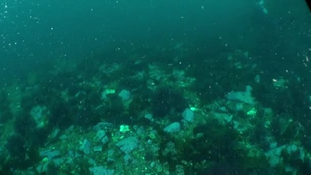 Barents Denizi Nin Deniz Yatağı Ekosistemi Deniz Yatağı Deniz Yaşamının — Stok video