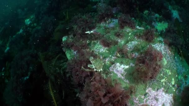 Krab Pasiasty Hemipsus Sanguineus Morzu Barentsa Żyje Powierzchniach Kamiennych Gruntowych — Wideo stockowe