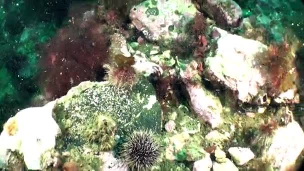 巴伦支海海底生态系统中的海胆 除了丰富的海洋生物外 海底还有各种各样的地貌 包括沙底 岩石露头 — 图库视频影像