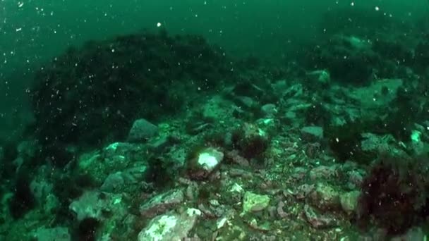 Seabed Barents Sea Είναι Μοναδικό Υποβρύχιο Περιβάλλον Seabed Της Θάλασσας — Αρχείο Βίντεο