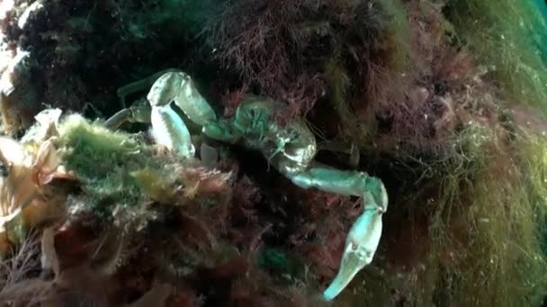 Crab Underwater Barents Sea Novaya Zemlya Watch More Videos Marine — Stock Video