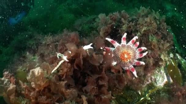 Starfish Sunstar Crossaster Papposus Crab Underwater Barents Sea Морська Зірка — стокове відео