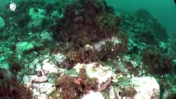 バレンツ海の海底はユニークな水中環境です 海底や岩場 海山など さまざまな景観が特徴です — ストック動画