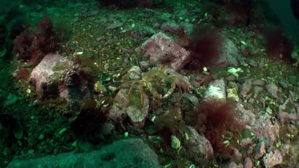バレンツ海に生息するカニ ヘミグラプスのサンギネウスは石や地面に生息し 地元の漁業にとって重要であり 家畜と野生の繁殖の両方ができます — ストック動画