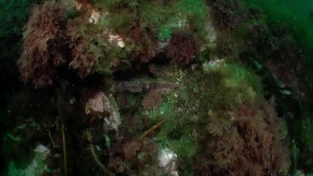 バレンツ海の海底環境に存在する海洋植生 バレンツ海には様々な種類の海藻類が生息しており 海レタスや昆布とも呼ばれています — ストック動画