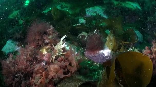 Strigun Krabbe Ist Eine Krabbenart Die Der Barentssee Lebt Hemigrapsus — Stockvideo