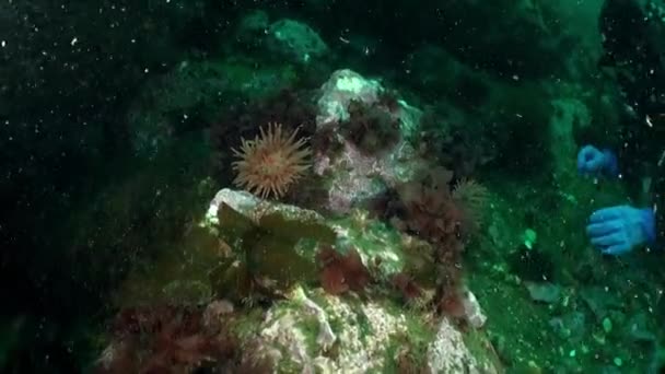 Seeanemonen Und Taucher Unter Wasser Der Barentssee Leuchtende Farben Der — Stockvideo