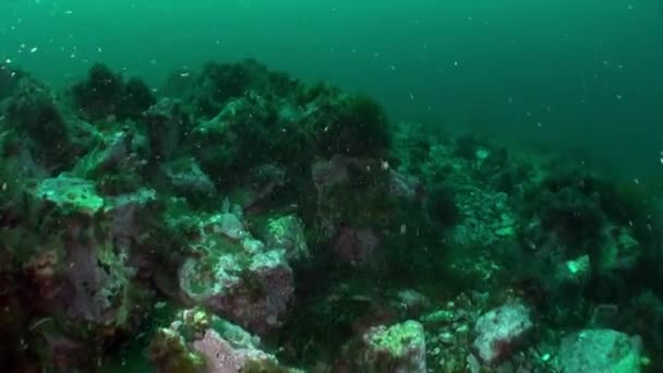 バレンツ海の海底は信じられないほど多様でユニークな水中環境です 北極海の冷たい水と暖かい大西洋の流れの組み合わせが特徴です — ストック動画