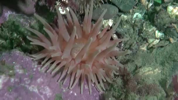 Морские Анемоны Имеют Характерный Внешний Вид Длинными Красочными Щупальцами Яркие — стоковое видео