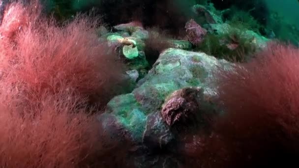 Havstulpaner Cirripedia Leddjur Kräftdjur Där Art Känd Inklusive Balyanus Havekollon — Stockvideo
