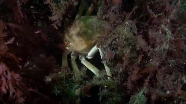 Großaufnahme Einer Krabbe Algen Auf Einem Sandigen Grund Der Barentssee — Stockvideo