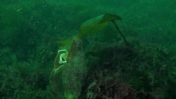 Καβούρι Κρυμμένο Ανάμεσα Φύκια Στον Υποθαλάσσιο Παράδεισο Της Θάλασσας Μπάρεντς — Αρχείο Βίντεο