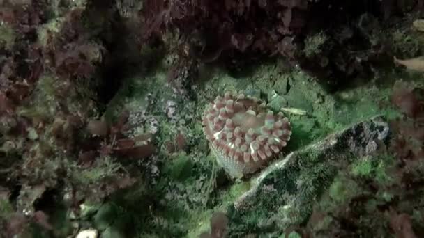 Zeeanemonen Onder Water Van Barentszzee Anemonen Zijn Staat Gedijen Deze — Stockvideo