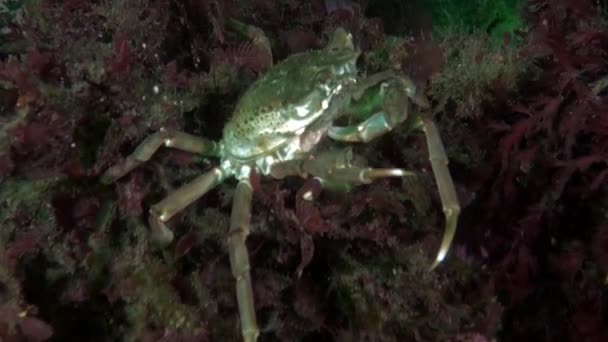 Krabben Aus Nächster Nähe Kristallklaren Wasser Der Kara See Makrovideo — Stockvideo