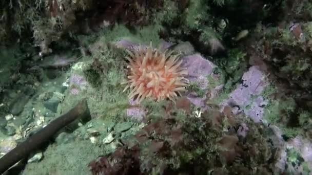 Zeeanemonen Zijn Fascinerende Onderwaterwezens Van Barentszzee Anemonen Zijn Staat Gedijen — Stockvideo