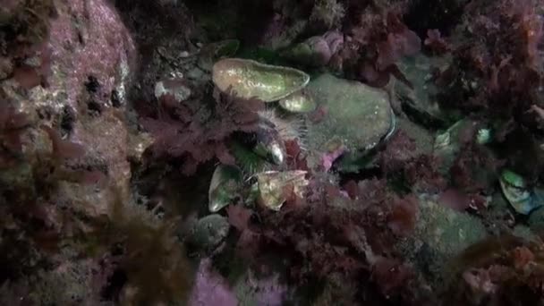 具有独特居民的巴伦支海海底非常迷人 巴伦支海海床是一个重要而繁荣的生态系统 为周边地区的许多沿海社区提供生计 — 图库视频影像
