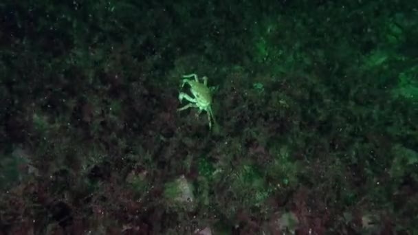 バレンツ海の海洋環境で海洋植物の間に隠されたカニ 素晴らしい水中世界のカニや他の住民についてのビデオの巨大なアーカイブ — ストック動画